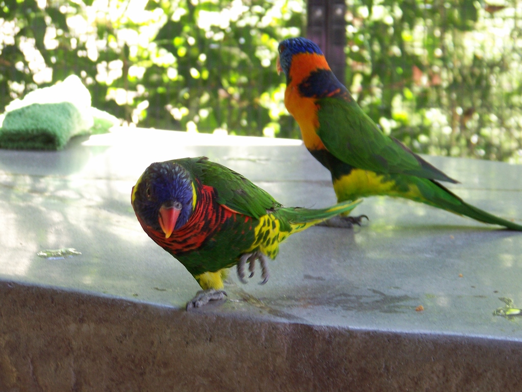 silly parot